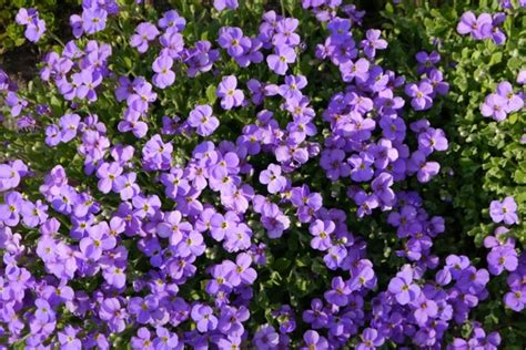 Purple Flower Flowers Meadow Free Stock Photos In Jpeg  4576x3056