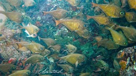 Elsen Karstads Pic A Day Kenya Seychelles Reef Fish