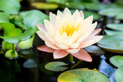 How To Grow And Care For Water Lilies Indoors