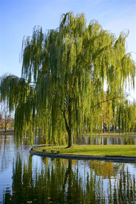 Weeping Willow Salix Babylonica Deciduous Trees Cold Stream Farm