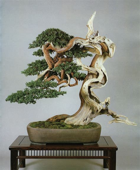 As it was in china, the bonsai soon became. There's Something About Junipers | Bonsai Bark