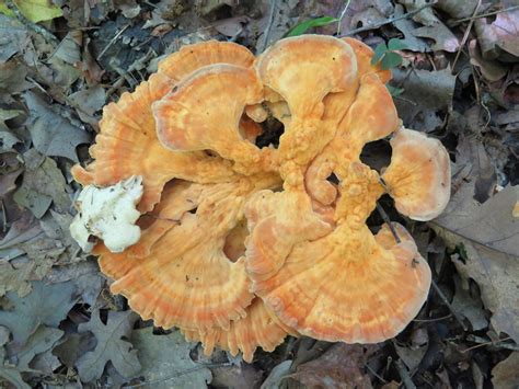 Laetiporus Cincinnatus Hot Springs National Park Arkansas Fungi