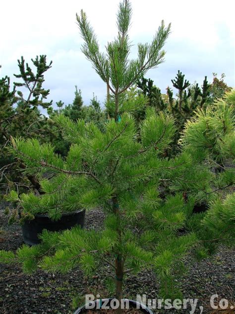 Virginia Pine Native Trees Of Maryland · Inaturalist