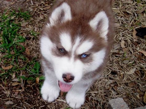 Il tuo browser non può riprodurre il video. Siberian Husky: Razza - Descrizione - Carattere - Cuccioli ...