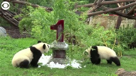 Watch Panda Twins Celebrate First Birthday