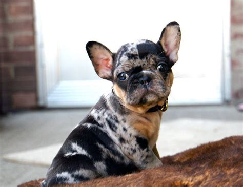 This category is meant to house every brindle dog with black eumelanin dependless of how yellow or black the overall impression of the dog's coat is. merle french bulldog | French bulldog puppies, Bulldog ...