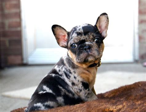 Find local french bulldog puppies for sale and dogs for adoption near you. merle french bulldog - Google Search | Schattige puppies ...