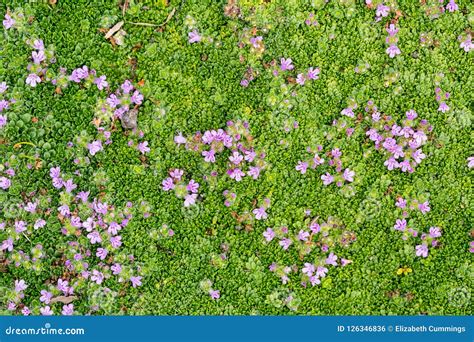 Tiny Purple Flowers Grow On A Field Of Green Stock Photo Image Of