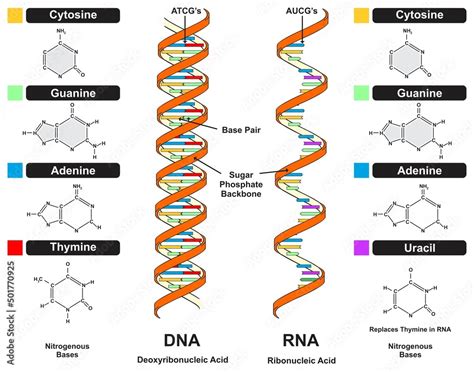 Vetor De DNA Vs RNA Strand Infographic Diagram With Compound Comparison