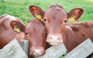 Bienestar Animal y su impacto en la producción de carne | Cicloneo