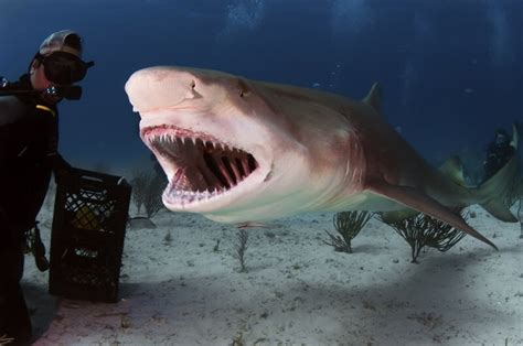 Lemon Shark Facts And Beyond Biology Dictionary