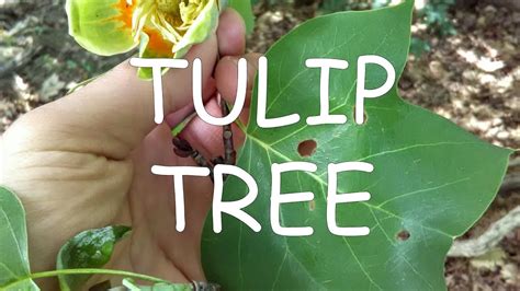 How To Identify Tulip Tree Liriodendron Tulipifera Tree Id 6 Youtube
