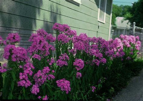 Most of our perennials for sun are also drought resistant/drought tolerant plants (xeric). Tall phlox | Full sun perennials, Perennials