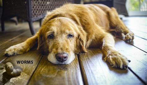 Stomach cancer, also known as gastric cancer, can affect any part of the stomach. How to Tell That Your Dog Has Worms - The Signs