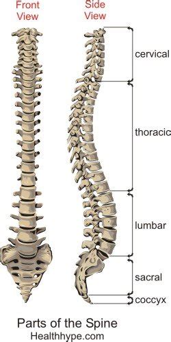 In this application, if you −. Parts of the Spine - Anatomy, Picture, Spinal Column ...