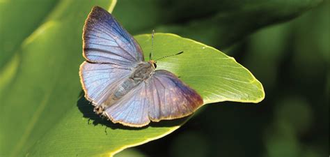 Blue Butterflies Of Seq Land For Wildlife