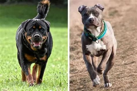 Are Pitbulls And Rottweilers The Same