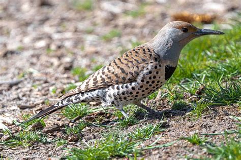 Woodpeckers In Michigan 8 Species You Cant Miss