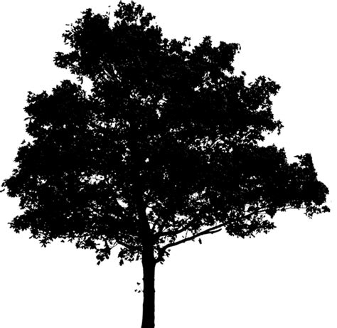 Oak Tree Silhouette Tree Png Photoshop Clip Art Library