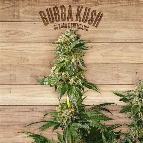 Bubba Kush Cannabis Seeds By The Plant Organic Seeds