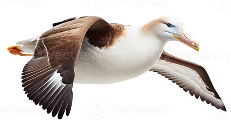 Albatross Transparent Png 21027230 Png