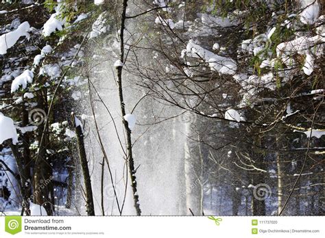White Snow Is Falling From The Tree With A Twig In The Forest From The