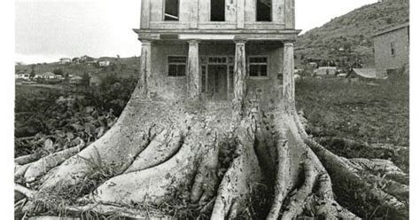 Surreal Huge Roots Stump Tree House Photograph Bandw Postcard Jerry N