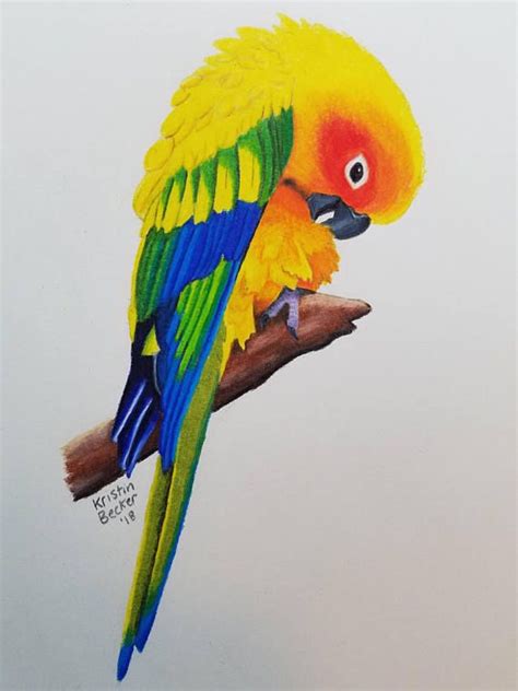 Sun Conure Parrot Drawing Print Etsy Sun Conure Conure Parrot Drawing