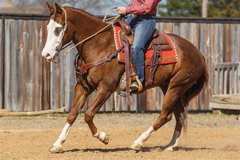 Mastering The Lope With Craig Cameron - COWGIRL Magazine