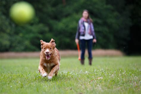 The Best Dog Parks in Downtown Los Angeles - Seven West