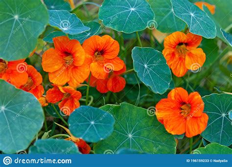 Nasturtium Trailing Plant With Round Leaves And Bright Orange Edible