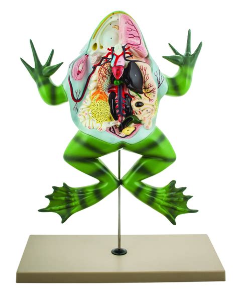 Eisco Labs Frog Dissection Model Bull Frog On Stand