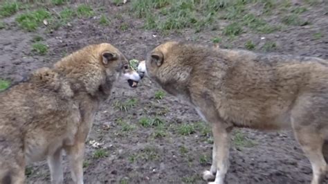 Wolf Pacifier Wolf Enrichment Scent Rolling Schnuller Und Wölfe