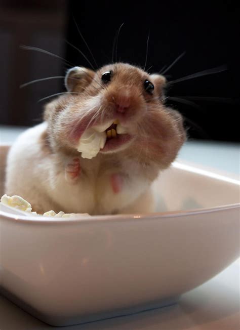 Cute Hamster Cute Animals Cute Hamsters Funny Animal Pictures