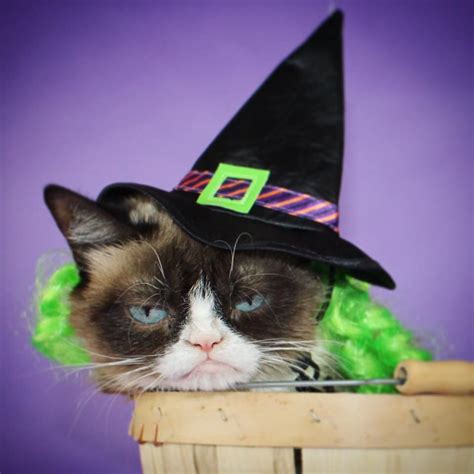 Grumpy Cat Halloween Meme