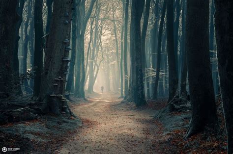 Wandering Through Speulderbos A Woman Wandering Through The Misty And