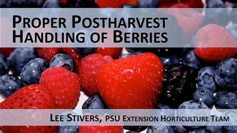 Proper Postharvest Handling Of Berries Youtube