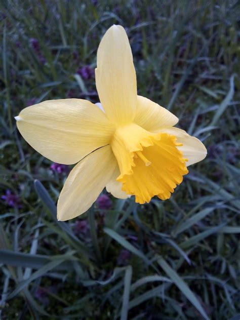 Maybe you would like to learn more about one of these? identification - What is this familiar-looking exotic ...