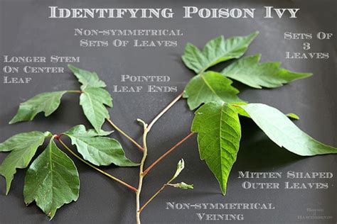 Poison Ivy 101 How To Identify Treat And Prevent House Of Hawthornes