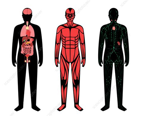 Human Body Systems Illustration Stock Image F0366431 Science