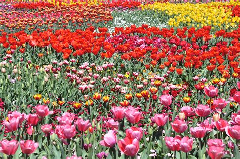 Images Gratuites Fleur Champ Pétale Floraison Floral Tulipe