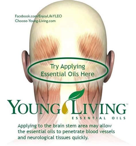 Brain power is here to help you! Young Living Essential Oils: Brain Stem Application ...