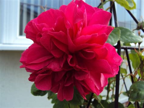 Rosa 'thomas à becket', rose 'thomas a becket', english rose 'thomas a becket', shrub rose 'thomas a becket', rosa 'auswinston'. 'Thomas à Becket' Rose