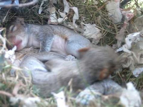 All squirrels nest within something. Squirrel nest in my window - YouTube