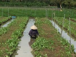 Their legacy of domesticated varieties or. Agroecological Crop Protection - Resources and information ...
