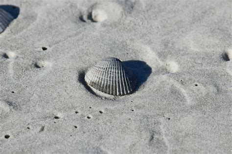 Free Images Beach Coast Sand Rock Coastline Material Shell Invertebrate Seashell