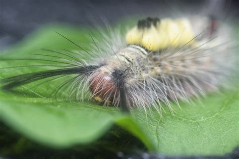 Hairy Tussock Moth Larvae Caterpillar On The Leaves Stock Photo Image