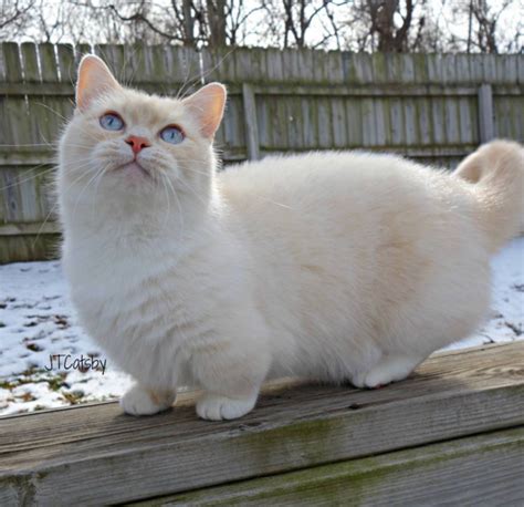 Pin On Munchkin Cats And Kittens