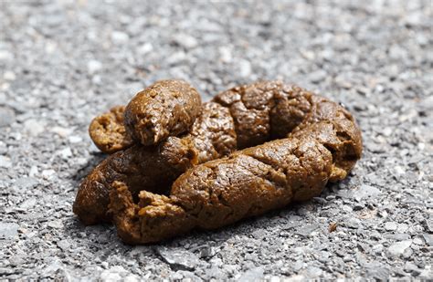 10 Types Of Dog Poop Meaning Remedies And Pictures 2023