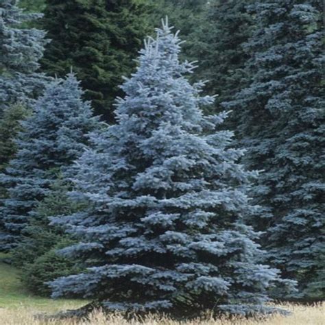 Colorado Blue Spruce Trees Blue Spruce Tree Colorado Blue Spruce
